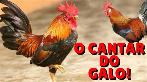 o galo cantando|O Som do Galo Cantando